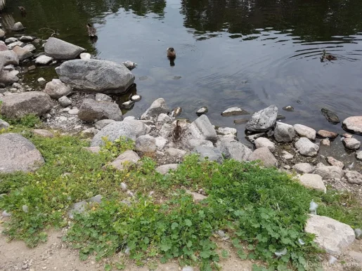 Wascana Waterfowl Park Display Ponds, Regina - Photo 2