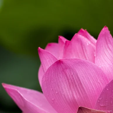 Lotus Blossom Healing Arts, Toronto - Photo 8