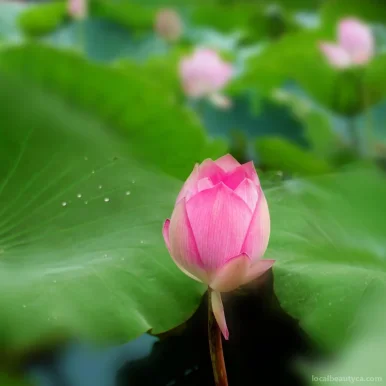 Lotus Blossom Healing Arts, Toronto - Photo 4