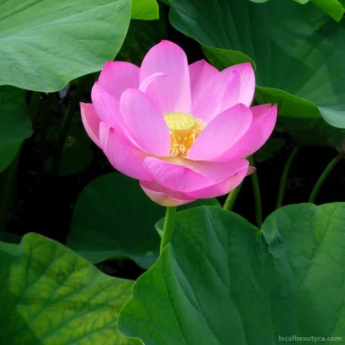 Lotus Blossom Healing Arts, Toronto - Photo 6