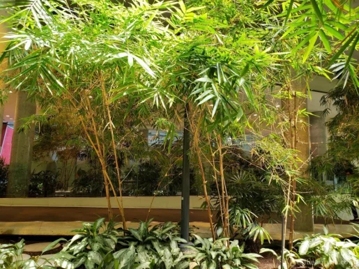 Bamboo Garden Health Centre, Toronto - Photo 4